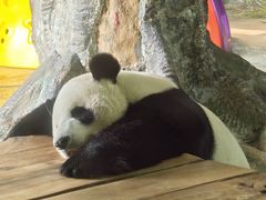 -海南热带野生动植物园