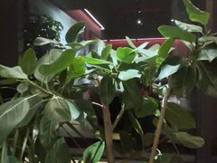 -拉蒂娜·巴西牛排馆 Latina·Brazilian Steakhouse(王府井喜悦店)