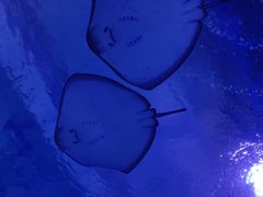-海合安武汉极地海洋公园