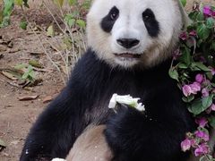 -深圳野生动物园