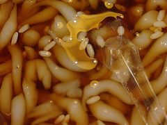 -沈姐万州烤鱼(沙坪坝七中店)