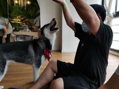 -Husky Go! 哈士奇体验馆·宠物咖啡厅狗咖