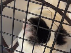 -贝康宠物医院·犬猫全科·小动物特色诊疗中心(东环路店)