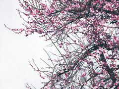 -艺圃