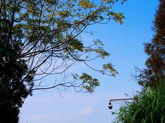 -三垟湿地