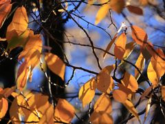 -北海道厅旧本厅舍(旧本庁舎)