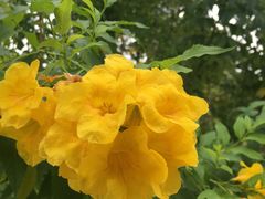 -松山湖梦幻百花洲
