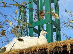 -横道河子东北虎林园