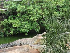 -海南热带野生动植物园