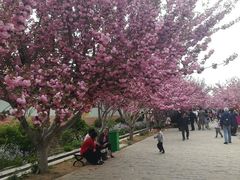-莱阳濯村樱花园