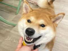 -柴迷FANS CLUB·柴犬狗咖·猫咖