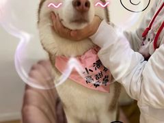 -Husky Go! 哈士奇体验馆·宠物咖啡厅狗咖