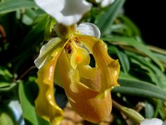 -国家植物园南园