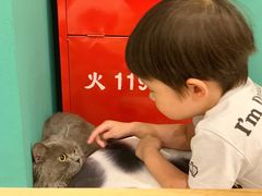-飞行喵MR PILOT|猫舍·猫咖(静安大融城店)