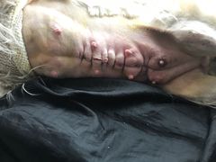 -瑞派福兴宠物医院犬猫全科·骨科·中西医结合(河东店)