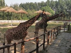 -北京野生动物园