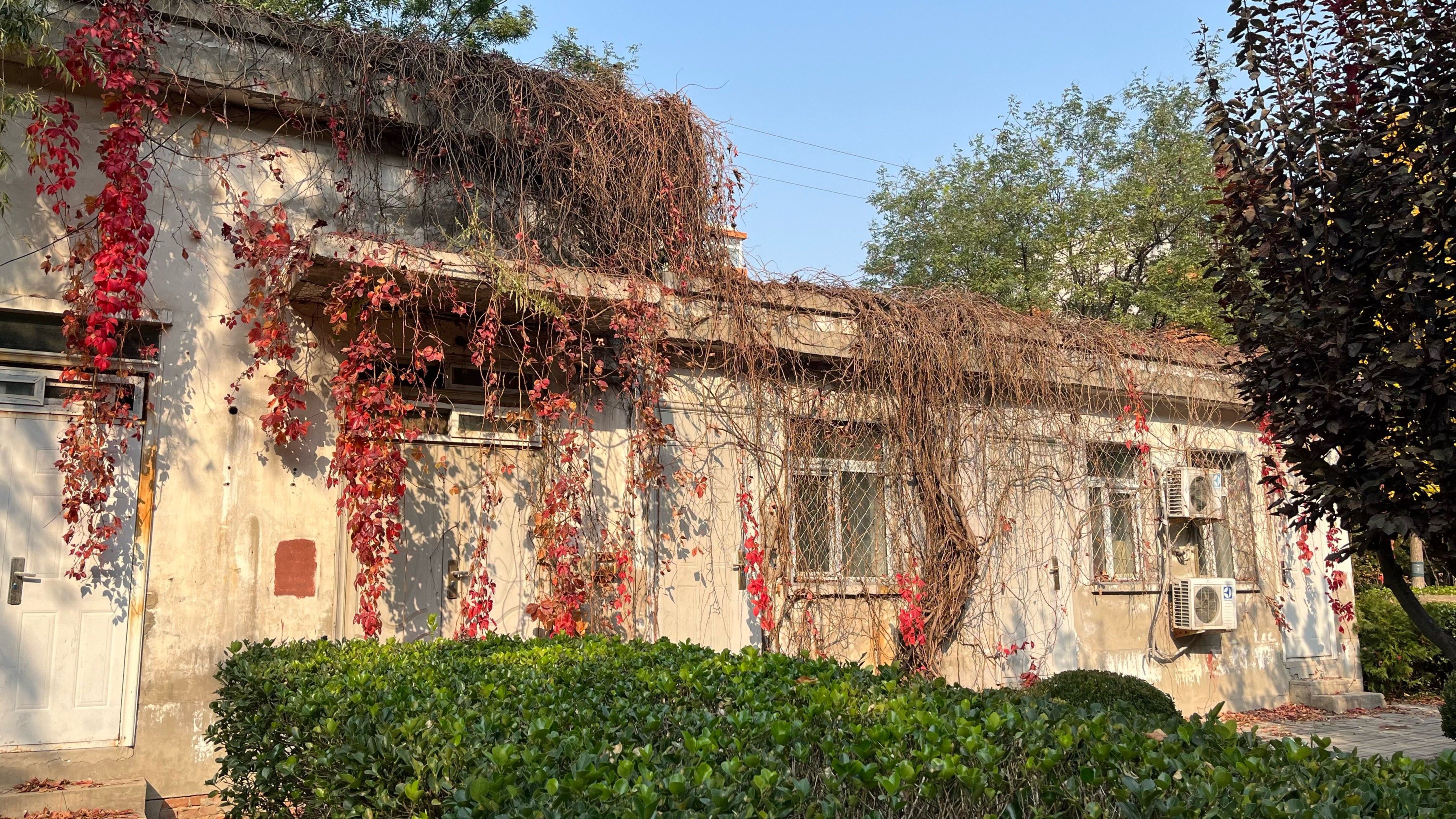 永泰公园里的红叶,都已经都红透了