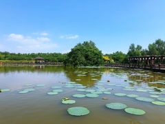 -大湾区中央湿地公园