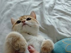 -lincat·猫舍(广州店)