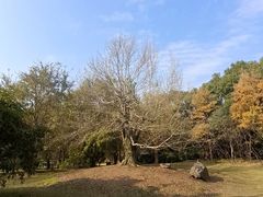 -东湖落雁景区