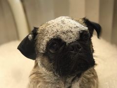 -PETKIT小佩宠物(古北店)