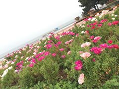 -日照海滨国家森林公园