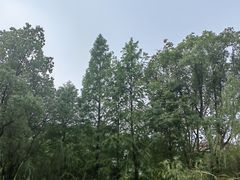 -昆山城市生态森林公园