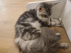 -猫域·湾主题猫咖·宠物吧(南坪城市广场店)