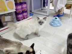 -喵的天空名猫咖啡馆·撸猫·猫舍·用品