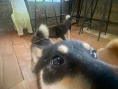 -柴犬高等学院·狗咖·柴犬售卖·宠物训练