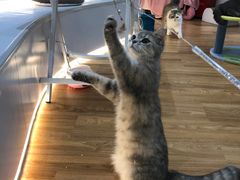 -COLOR PETS 撸猫馆·购猫·猫咖(长风大悦城店)