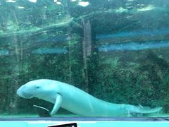 -悉尼海洋生物水族馆