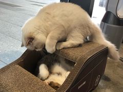 -瞄一喵猫咖(格力海岸店)