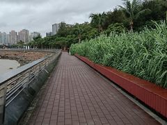 -野狸岛
