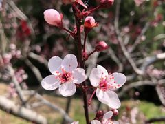 -海棠花溪(元大都城垣遗址公园)