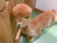 -藦茜花园宠物主题亲子互动体验馆(国顺东路店)