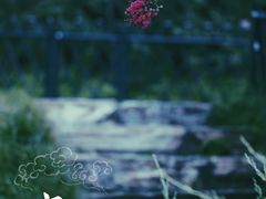 -皇家御河游(紫御湾码头)