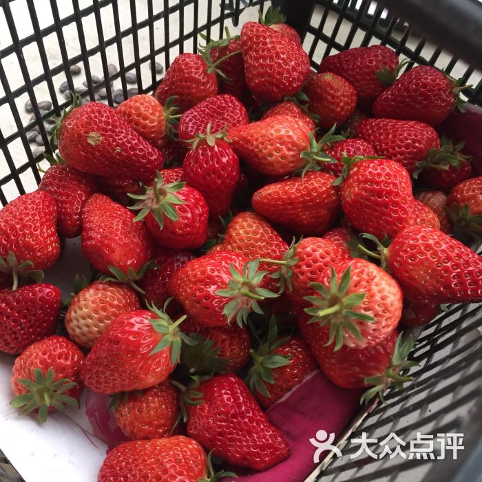 喜杨洋西瓜草莓采摘园图片 - 第1张