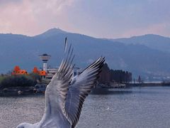 -深圳湾公园(南山区)