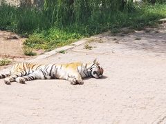 -青藏高原野生动物园