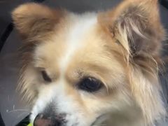 -爱侣宠医·鹦鹉专科·小型哺乳类·异宠专科(灵石路店)