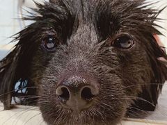 -Oh My Dog宠物沙龙(伊珊娜皮毛护理店)