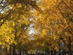 -三里屯东五街银杏大道