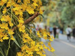 -深圳仙湖植物园