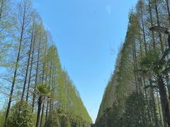 -黄海国家森林公园