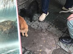 -老太皮肚面
