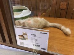 -龟与熊猫宠物公园(南坪店)