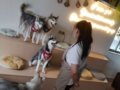 -Husky Go! 哈士奇体验馆·宠物咖啡厅狗咖