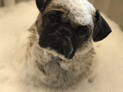 -PETKIT小佩宠物(古北店)