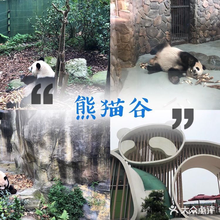 成都旅游攻略|休闲看熊猫之旅
